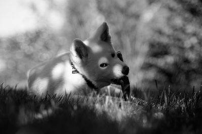 Portrait of dog sitting on land