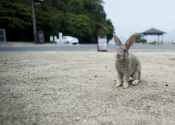 Close-up of cat sitting on road