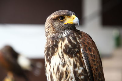 Close up, harris, hawk