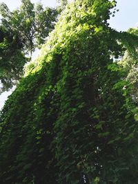 Low angle view of trees in forest