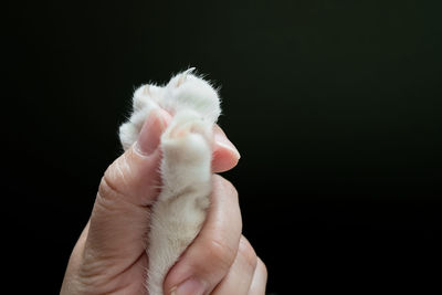 Close-up of hand holding white flower against black background