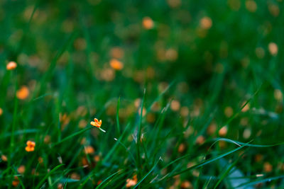 Close-up of flowering plants on field