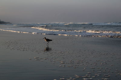 View of seagulls on beach