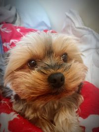 Close-up portrait of dog