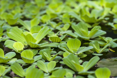 Close-up of green leaves