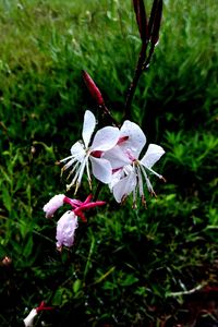 Close-up of pink flowers