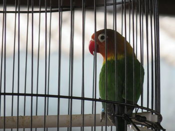 Close-up of parrot in cage