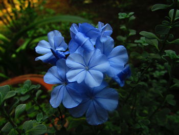 Close-up of purple flowers blooming outdoors