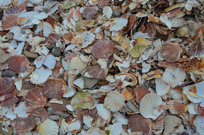 Full frame shot of autumn leaves