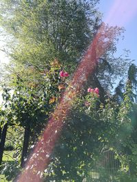 Flowers on tree