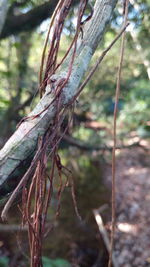 Close-up of tree