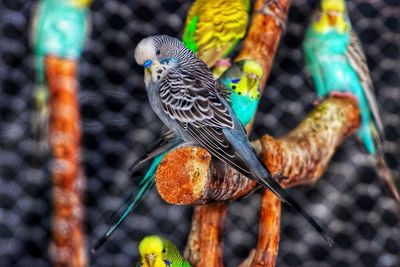 Close-up of parrot perching