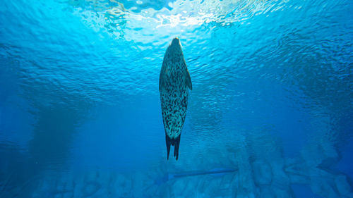 Fish swimming in sea