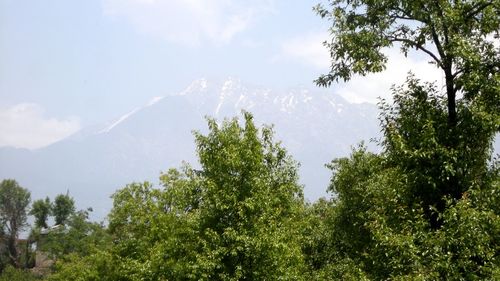 Trees in forest against sky