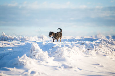 Dog standing on snow covered land