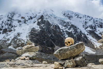 View of sheep on rock