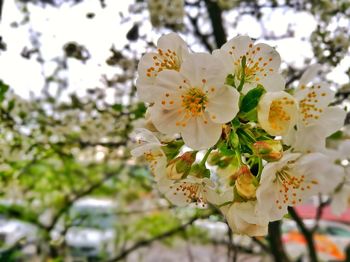 Close-up of flowers on branch