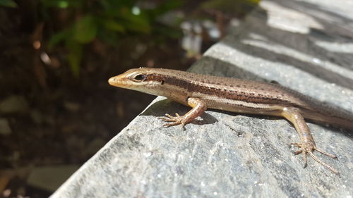 Close-up of lizard
