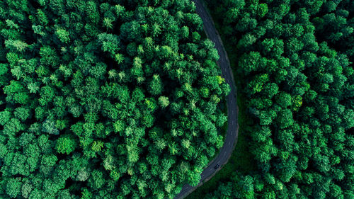 Full frame shot of fresh green plants