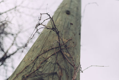 Close-up of branch against sky