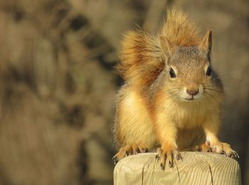 Close-up of squirrel