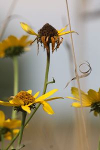 Close-up of insect on yellow flower