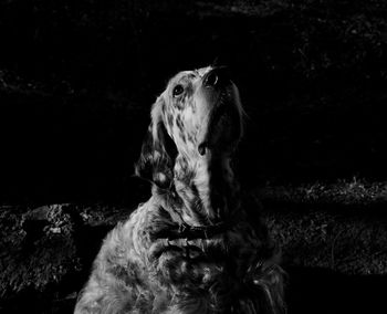 Close-up of a dog looking away