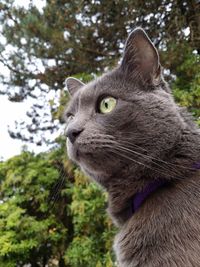 Close-up of a cat looking away