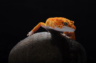 Close-up of lizard on rock against black background