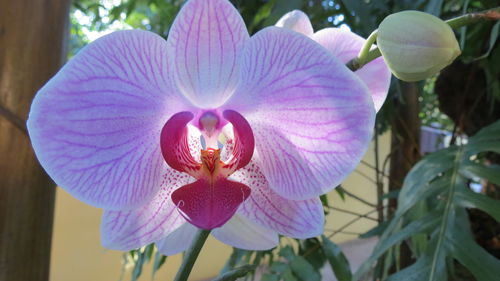 Close-up of flowers blooming outdoors