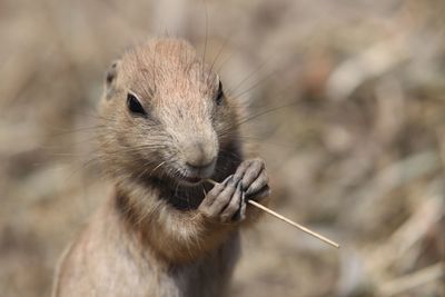 Close-up of prairie dog eating stick