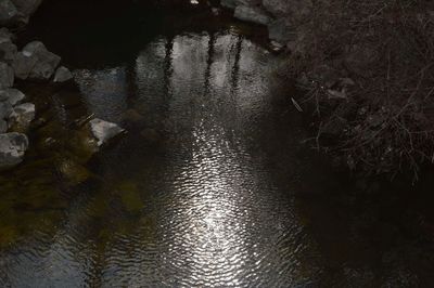 Reflection of trees in water