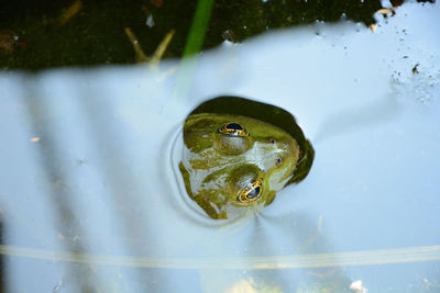 High angle view of frog in lake