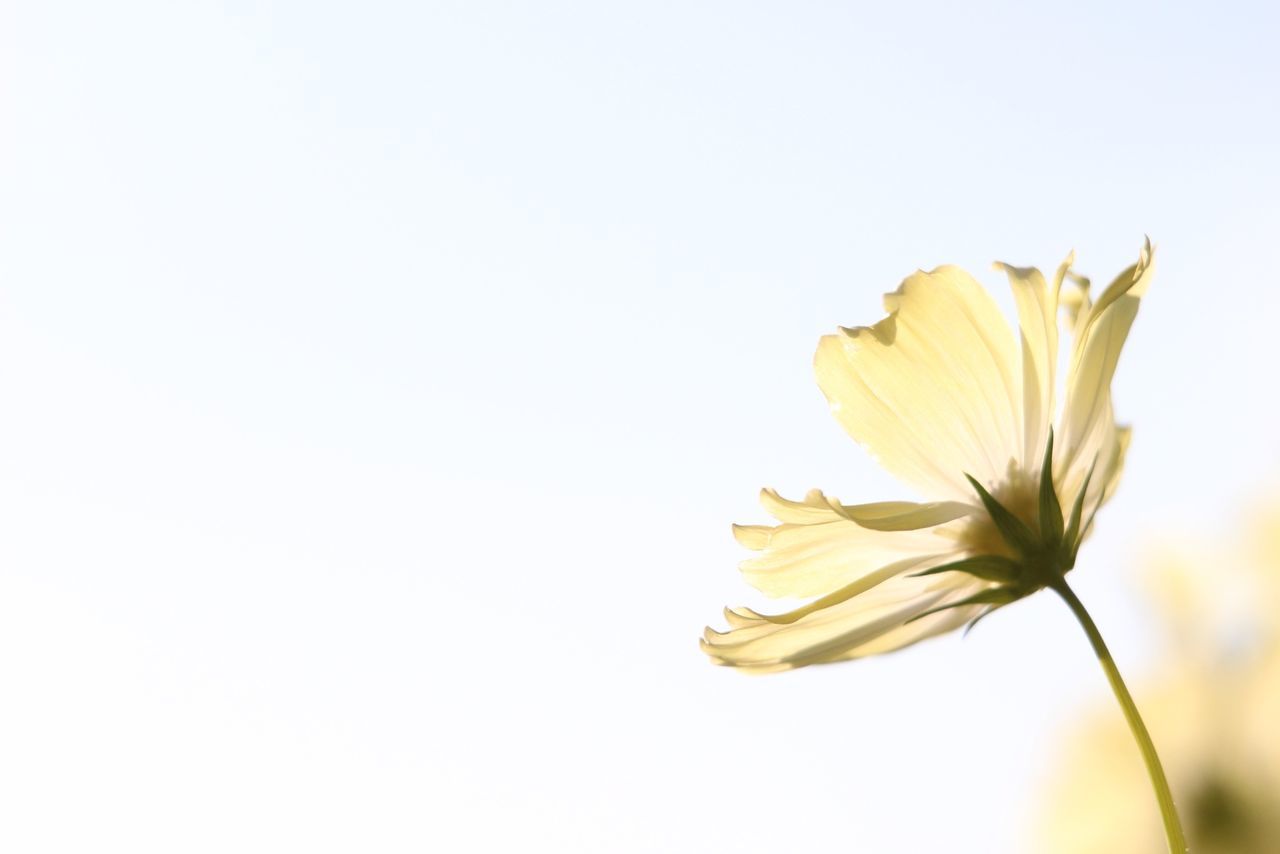 flower, copy space, yellow, petal, fragility, freshness, clear sky, flower head, beauty in nature, stem, close-up, nature, growth, studio shot, white background, plant, blooming, no people, focus on foreground, outdoors