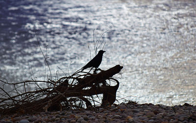 Bird perching on a rock