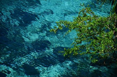 High angle view of turtle swimming in sea