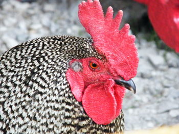 Close-up of rooster