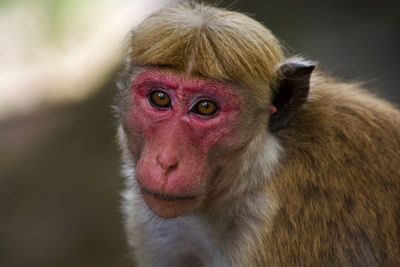 Close-up portrait of older monkey