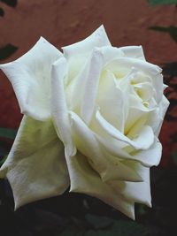 Close-up of rose blooming outdoors