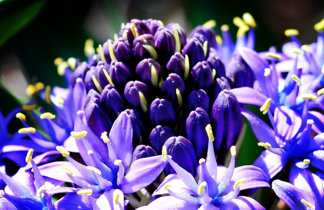 CLOSE-UP OF BLUE FLOWERING PURPLE FLOWERS