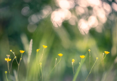 Close-up of yellow flowering plant on field