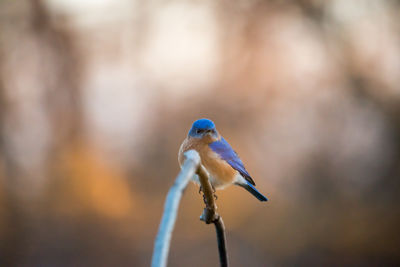 Close-up of bird perching on branch