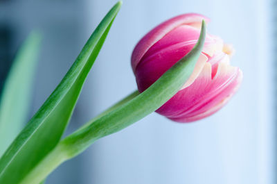 Close-up of pink flower bud