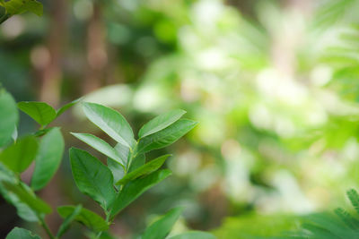 Close-up of green leaves