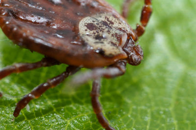 Close-up of insect on leaf