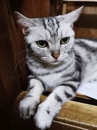 Close-up portrait of a cat