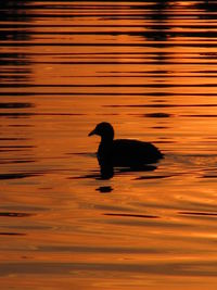 Silhouette duck swimming on lake during sunset