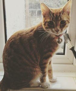 Close-up portrait of cat on window sill