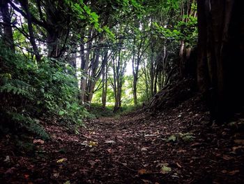 Trees in forest