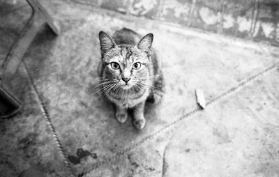 High angle portrait of cat sitting